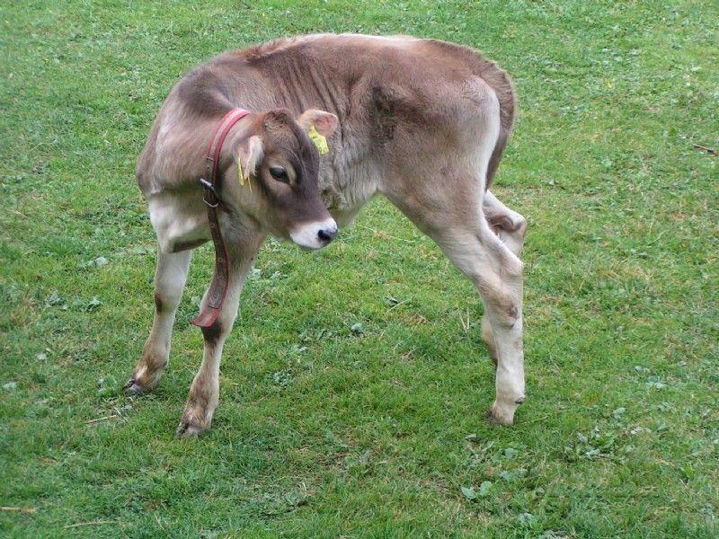 Junges Kalb mit rotem Halsband auf der Weide am Bio-Bauernhof Obladis
