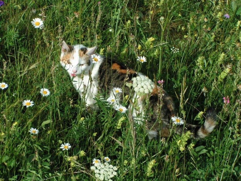 Hofkatze streift durch eine bunte Blumenwiese am Bio-Bauernhof Obladis