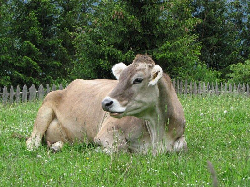 Braune Kuh liegt entspannt auf der Weide am Bio-Bauernhof Obladis