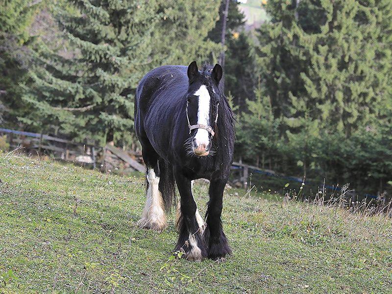 Schwarzes Pferd mit weißer Blesse auf der Weide am Bio-Bauernhof Obladis