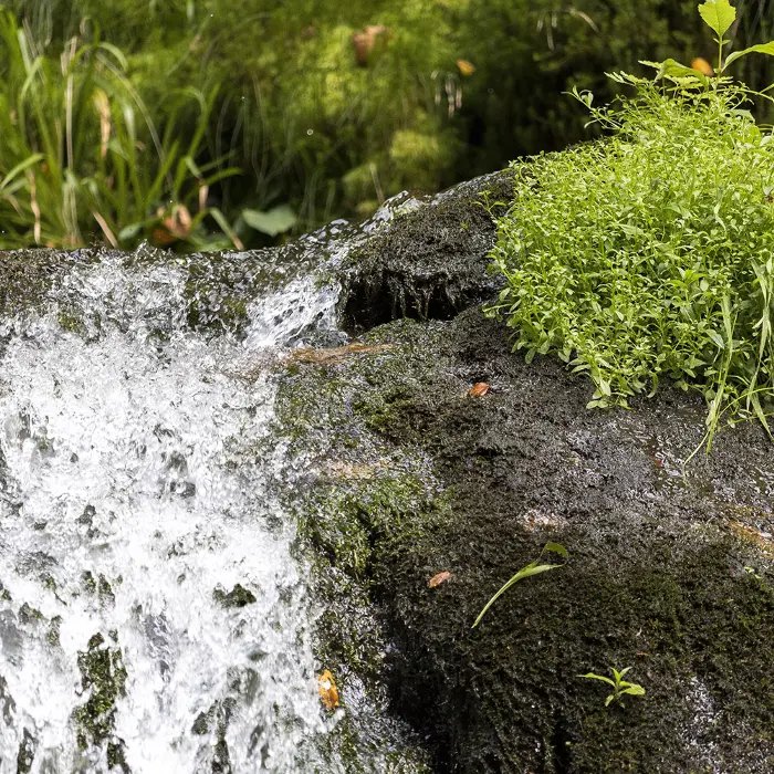 Klares Quellwasser des Obladiser Sauerbrunn sprudelt über bemooste Steine zwischen frischem Grün