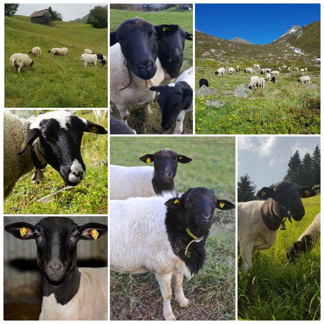 Collage der Schafherde des Bio-Bauernhofs Obladis auf Weiden und Almwiesen