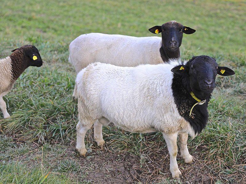 Dorper-Schafe mit schwarzen Köpfen auf der Weide am Bio-Bauernhof Obladis