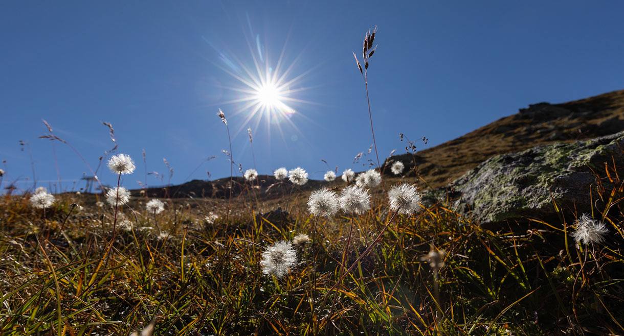 Sonnenstern über einer Almwiese mit Wollgras hoch über dem Tal in Serfaus-Fiss-Ladis