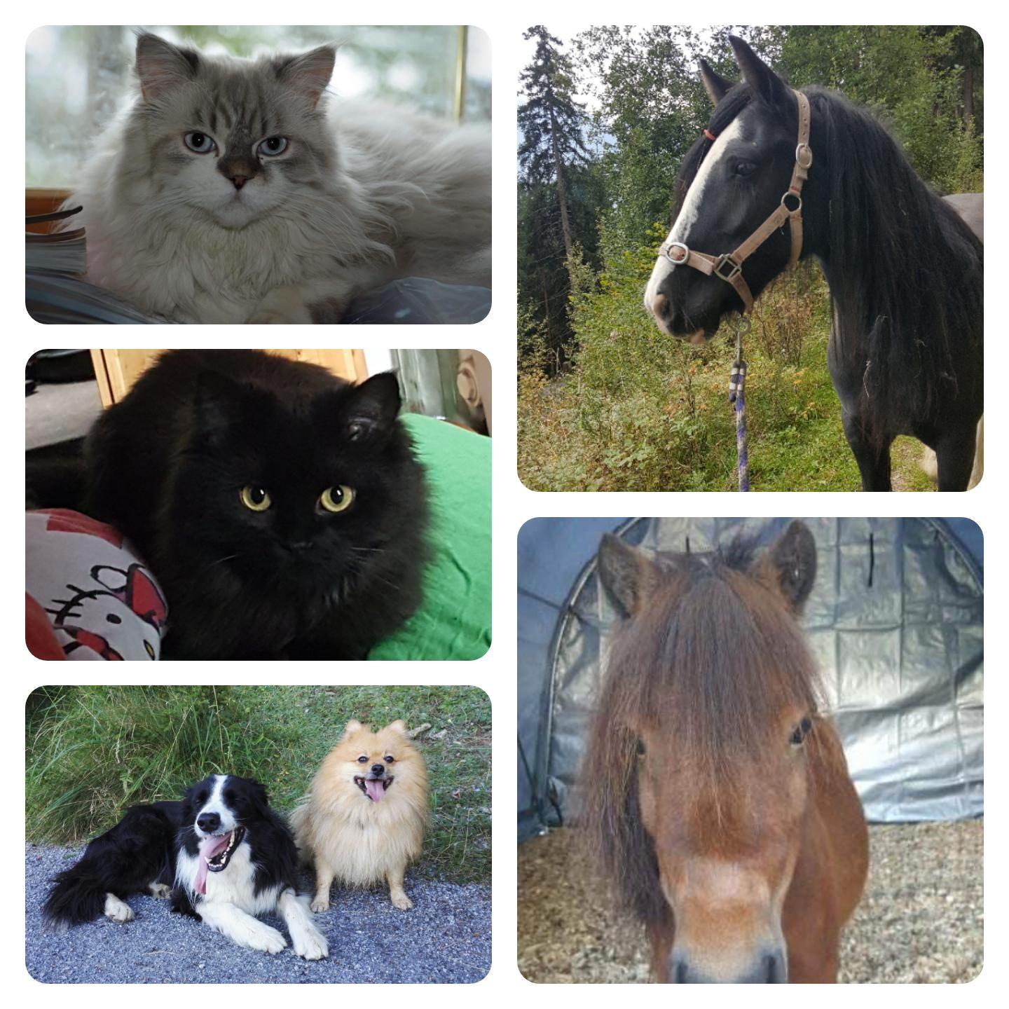 Collage der Hoftiere: Katzen, Hund, Pferde und Pony am Bio-Bauernhof Obladis
